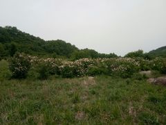 -白草畔自然风景区