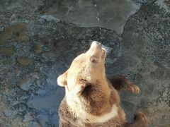 -哈尔滨北方森林动物园