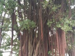 -船政文化景区-罗星塔公园