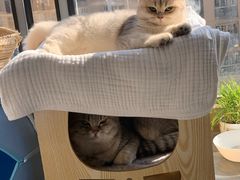 -唐小姐の猫狗洗护·购宠旗舰店(周浦万达店)