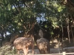 -深圳野生动物园