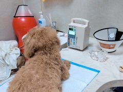 -关爱动物医院·心脏·中兽医·异宠(金牛路分院)