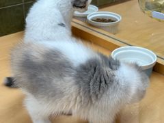 -帕帕拉兹宠物(亚洲旗舰店)