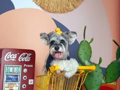 -超宠爱宠物摄影-Super pet