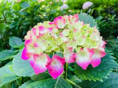 -常州古运河南大街文化旅游区-人民公园