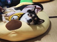 -逗柴咖啡屋·狗咖猫咖宠物桌游