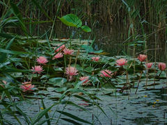 -翠湖国家城市湿地公园