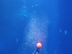 -太平洋海底世界