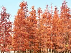 -白鹭湾湿地公园