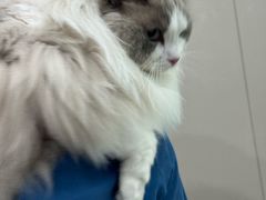 -四月宠物医院·猫专科·心脏专科·内科(转塘店)