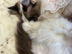 -怪兽屋·羊驼·猫咖·狗咖(俊华广场店)