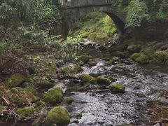 -天目山大树王景区