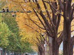 -三里屯东五街银杏大道