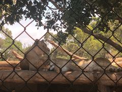 -威勒比开放式动物园