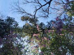 -大觉寺-停车场
