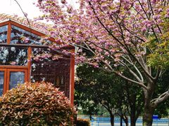 -高东镇樱花园