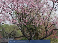 -红梅公园