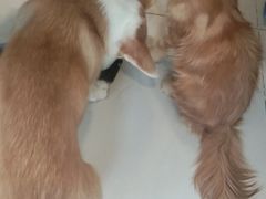 -平行世界·猫咖(首经贸店)