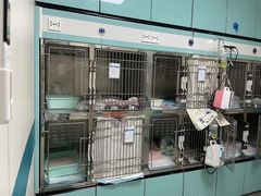 -睿金宠物医院·CT·肿瘤·骨外科