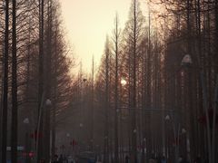 -日照海滨国家森林公园