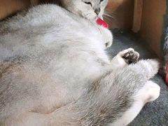 android_upload_pic-萌喵宠狗爱心宠咖