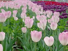 -北京国际鲜花港