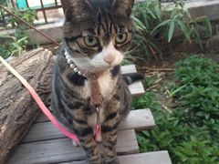 -海边的猫和咖啡馆