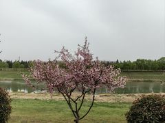 -洨河生态公园