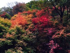 -天女山森林公园