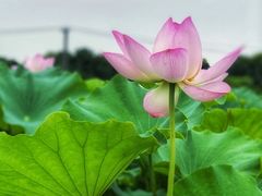 -嘉北郊野公园