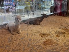 -融创茂(青岛店)