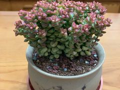 -双季花艺园艺市场(浦东店)