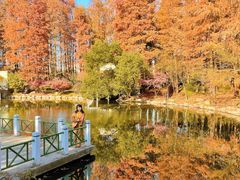 -上海共青森林公园