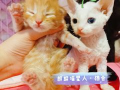 -十年猫舍·猫咪专门店(普陀店)