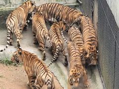 -深圳野生动物园