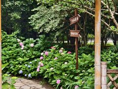 -上海共青森林公园