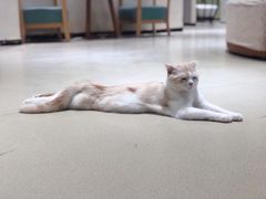 -藏猫猫咖啡主题馆(中央大道店)