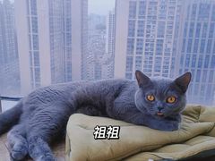 -Catmate·猫肥家润(金润铂宫店)