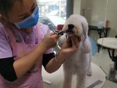 -北京观赏动物医院·24小时大型综合·猫专科·异宠专科