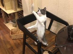 -猫友咖啡店(玉林西路店)