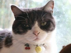 -海边的猫和咖啡馆