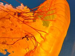 -太平洋海底世界