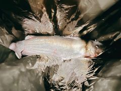 江团-巴渝兄弟川菜(宽街店)