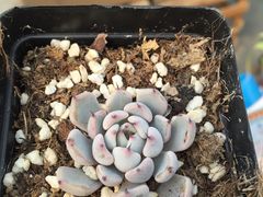 -龙大花卉苗木市场