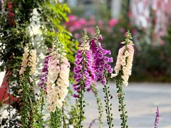 -人民公园(罗湖区)