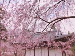 -醍醐寺