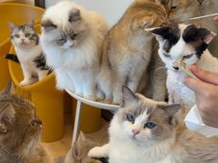 -有喵·猫咖·狗咖·30几只猫10只小狗(岗厦店)