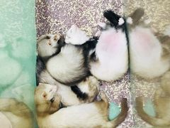 -藦茜花园宠物主题亲子互动体验馆(国顺东路店)