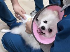 -米苏动物医院·犬猫专科·骨科外科内窥镜