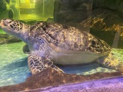 -萌宠奇缘(荣鼎店)